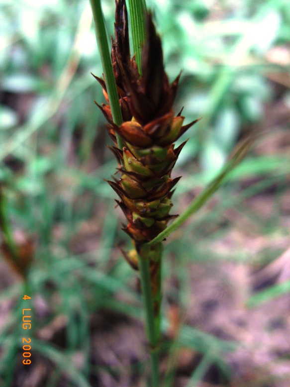 Carex flacca sl.